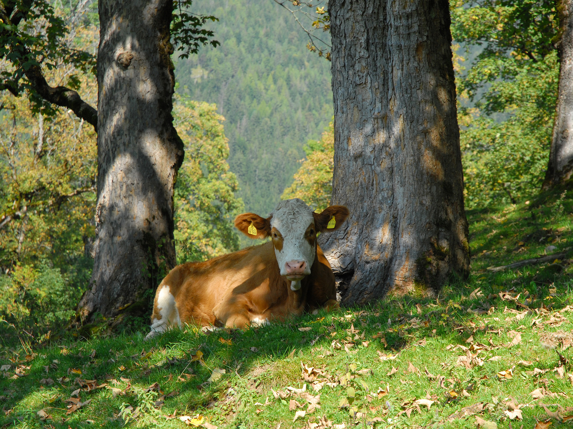 Kuh auf einer Bergweide unter einem Baum
