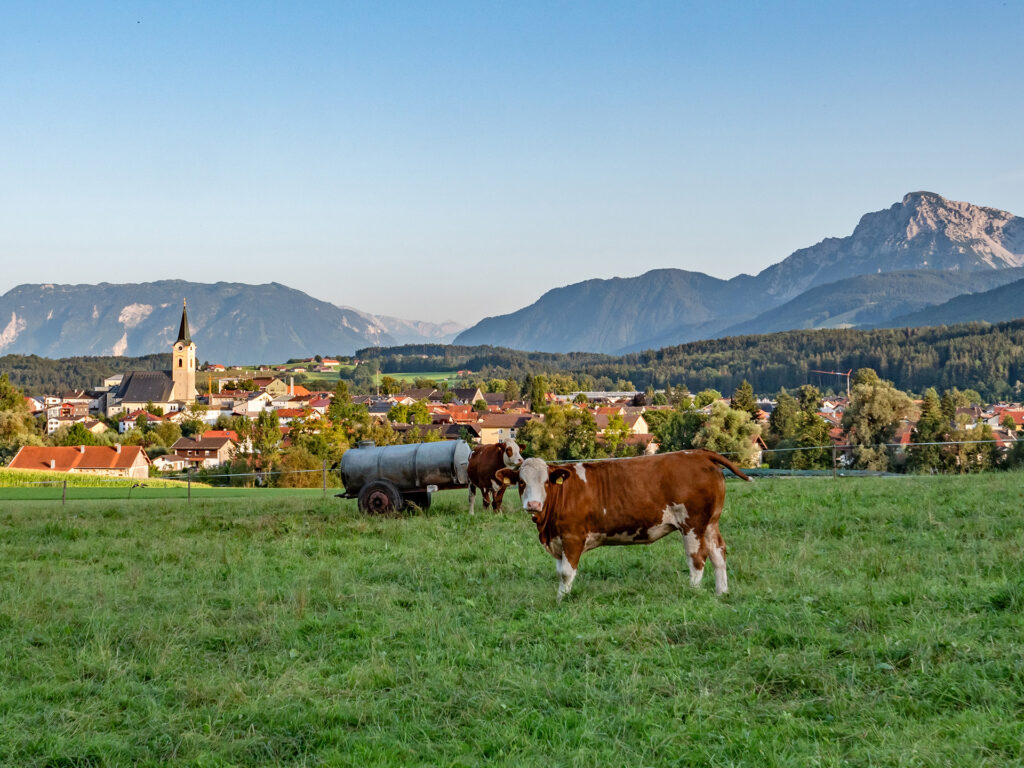 Kühe auf einer Weide vor Teisendorf mit Blick in die Berge