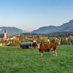 Kühe auf einer Weide vor Teisendorf mit Blick in die Berge