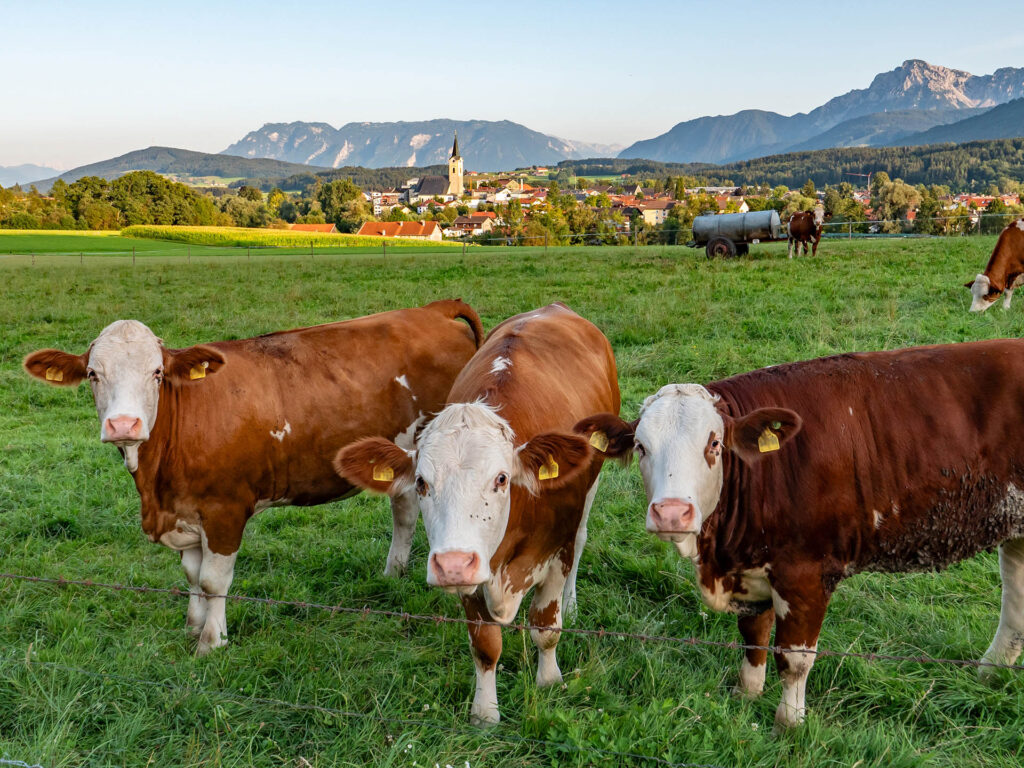 Kühe auf einer Weide vor Teisendorf mit Blick in die Berge