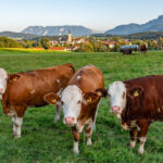 Kühe auf einer Weide vor Teisendorf mit Blick in die Berge