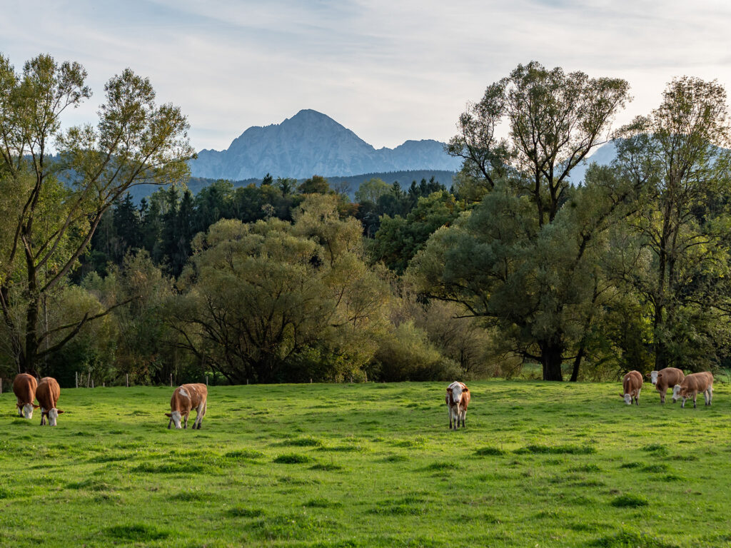 Kühe auf einer Weide mit Bergblick