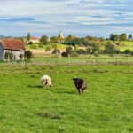 Schafe auf einer Weide bei Abtsdorf