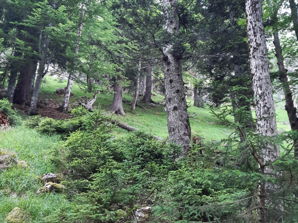 Bergwald