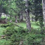 Bergwald