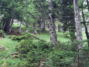 Bergwald