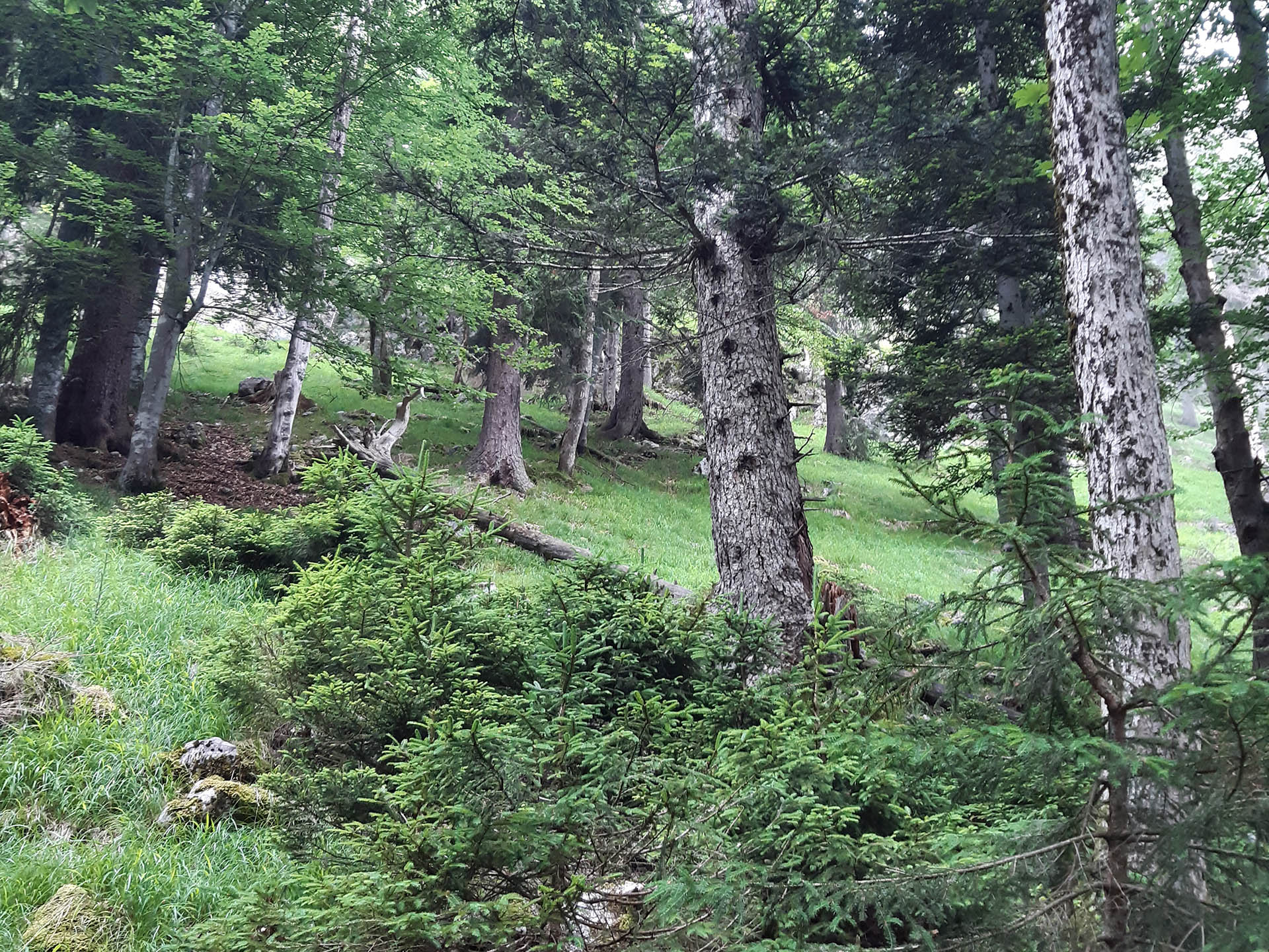 Bergwald