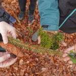 Kinder sammeln im Wald Zapfen, Zweige und Moos