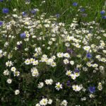 Echte Kamille auf einer Wiese