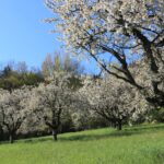 Streuobstwiese mit blühenden Obstbäumen