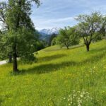 Streuobstwiese mit Bergblick
