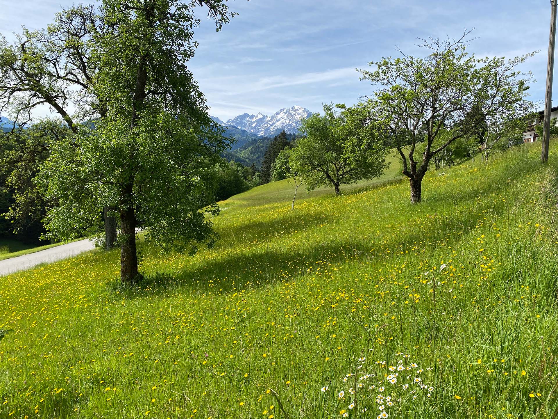 Streuobstwiese mit Bergblick