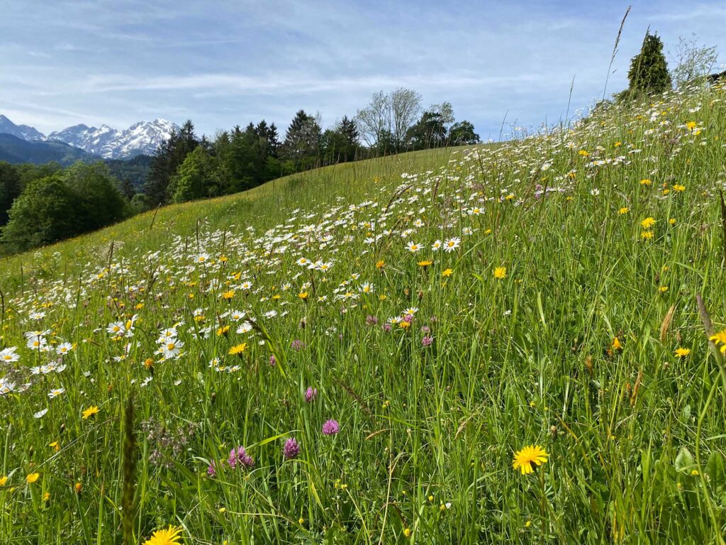 Blühende Bergwiese