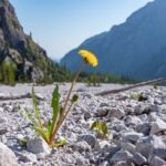 Löwenzahn auf einer Schotterfläche in den Bergen