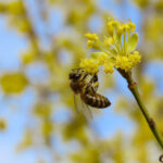 Biene an einer Blüte der Kornelkirsche