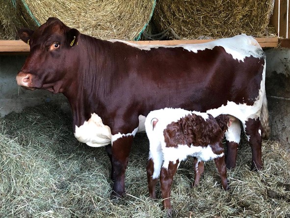 Kuh mit Kalb_Bildrechte Kamml