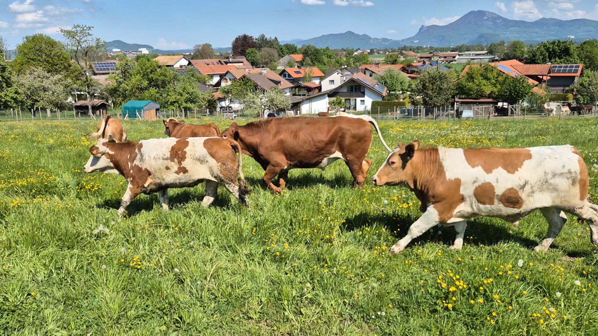 Kuhherde_Bildrechte Streitwieser
