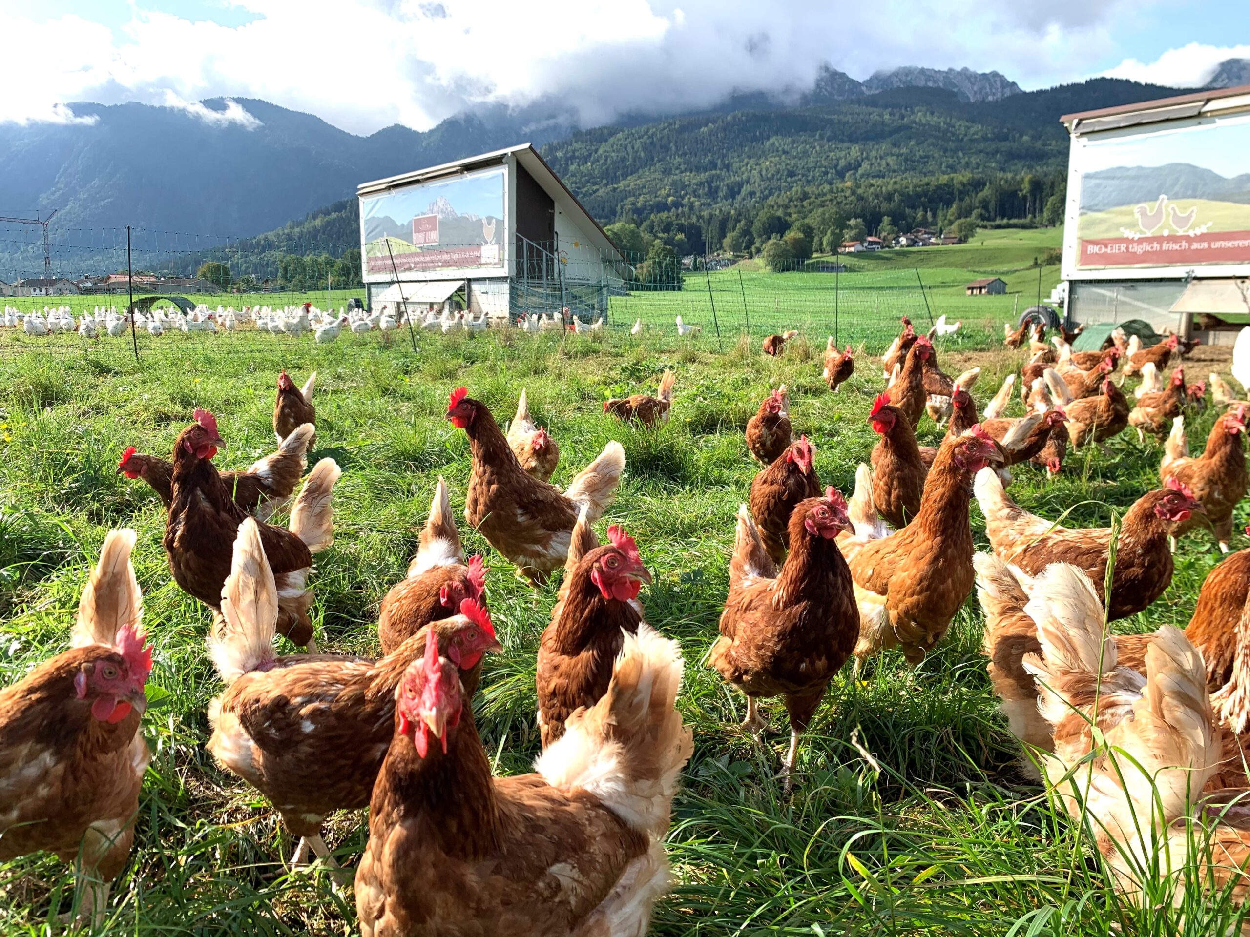 Legehennen braun weiß_Bildrechte Kamml