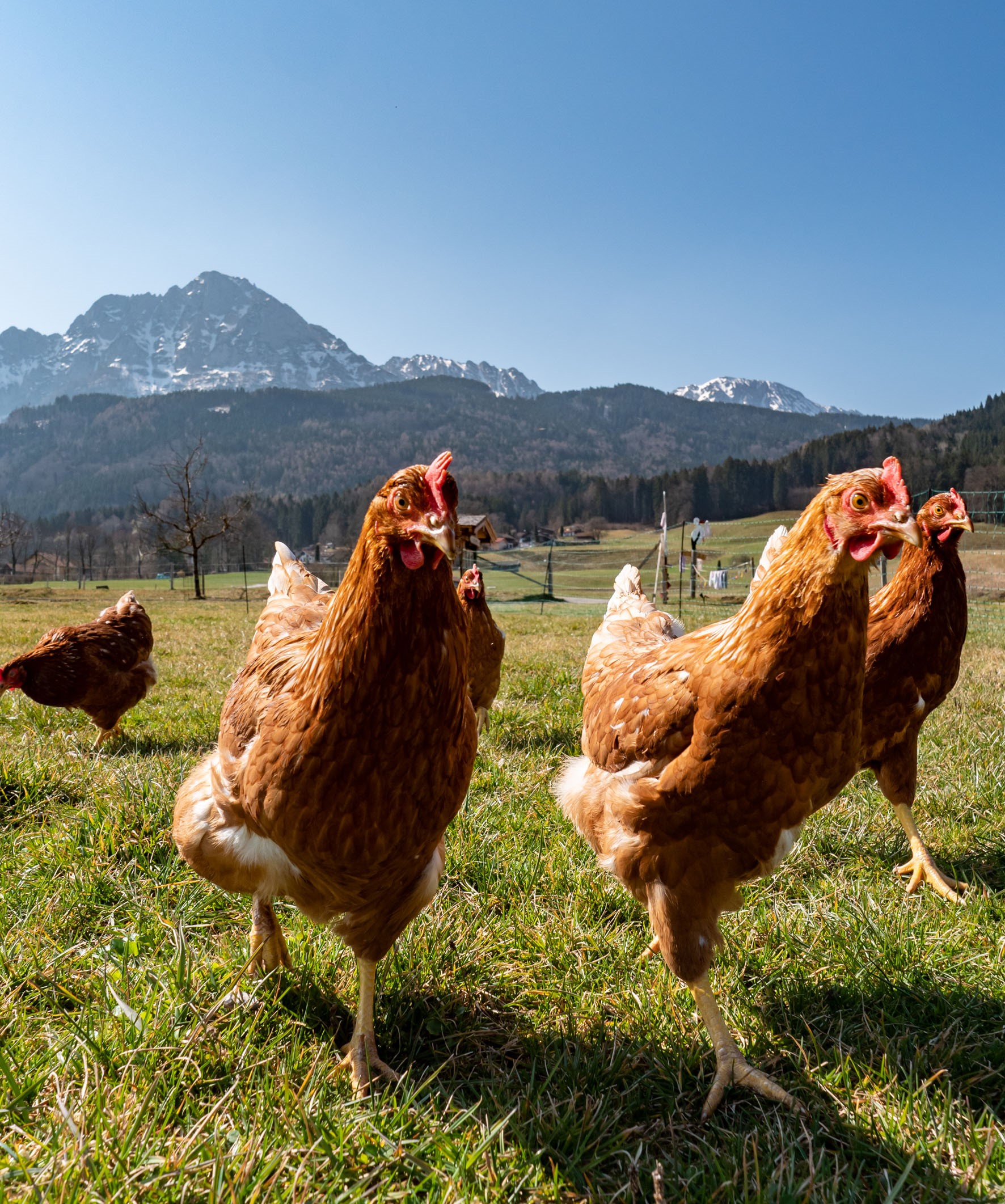 Legehennen nah_Bildrechte Kamml