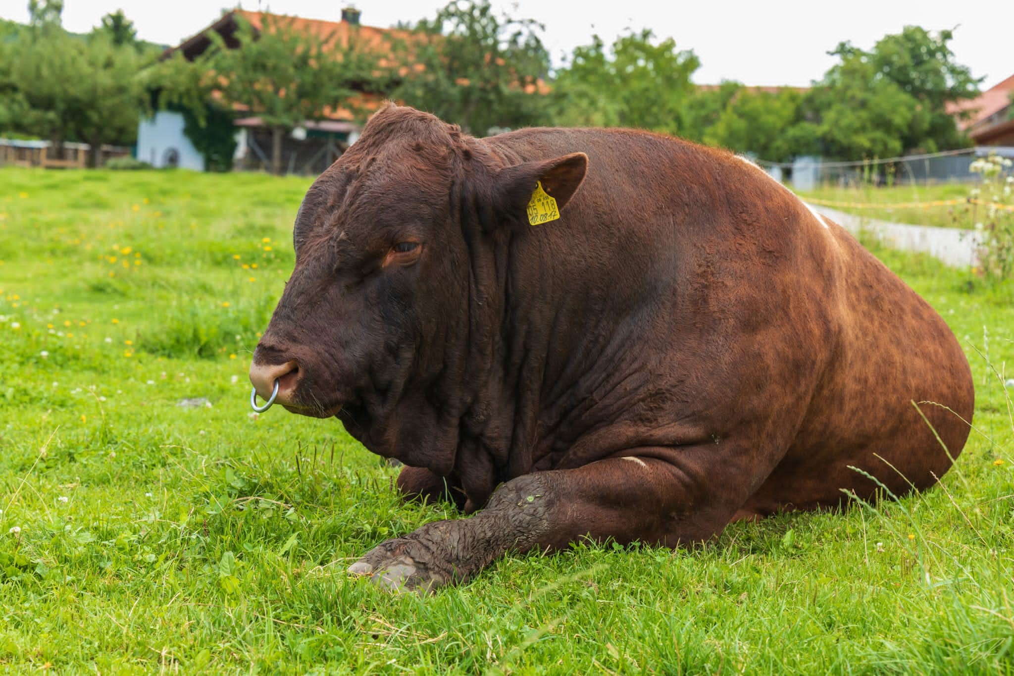 Pinzgauer Bulle nah_Bildrechte Kamml