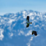 Kiebitze vor Bergkulisse