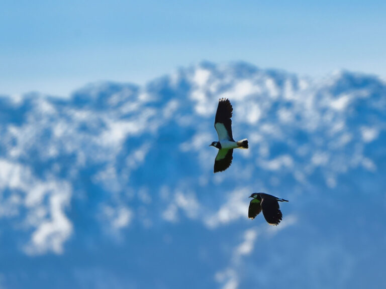 Kiebitze vor Bergkulisse