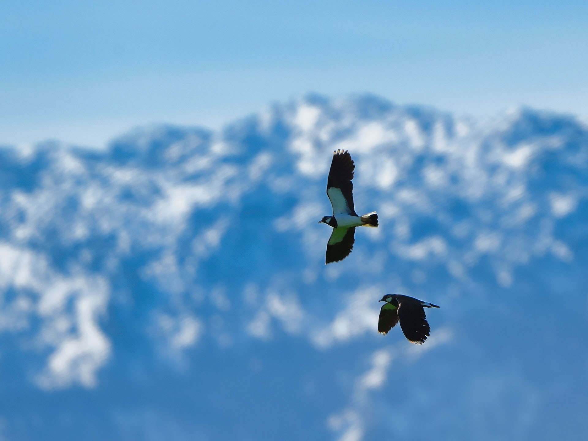 Kiebitze vor Bergkulisse