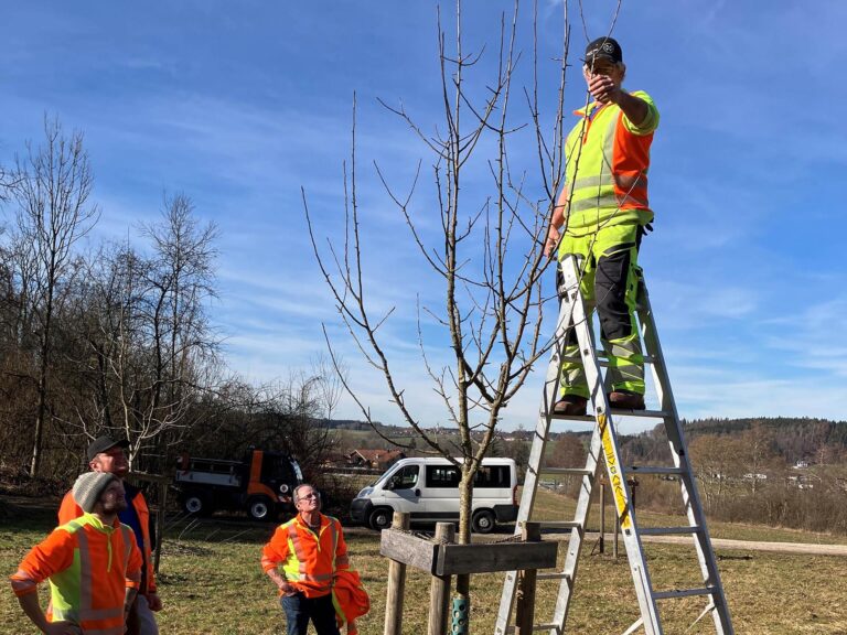 Zuschnitt eines Baums während des Bauhoftrainings