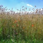 Laufener Landweizen und Mohnblumen auf einem Feld