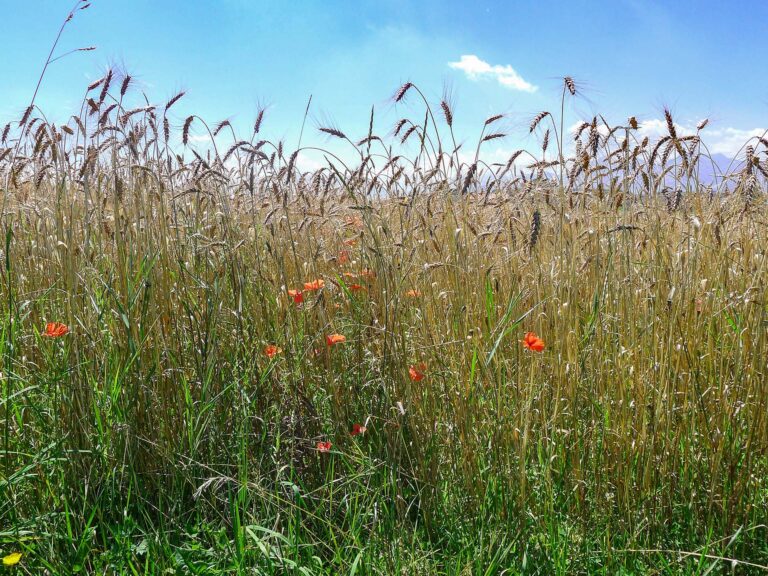 Laufener Landweizen und Mohnblumen auf einem Feld