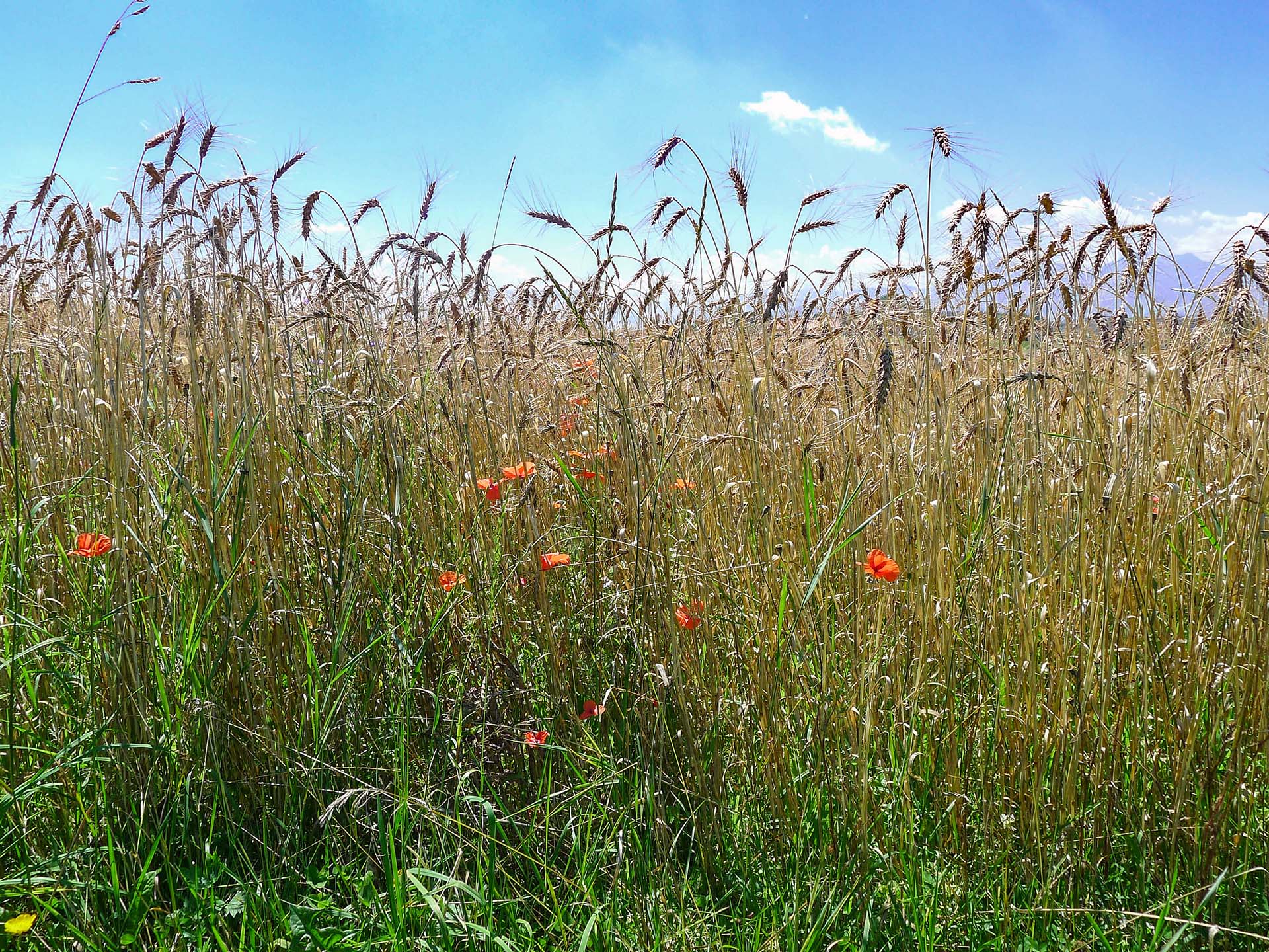 Laufener Landweizen und Mohnblumen auf einem Feld