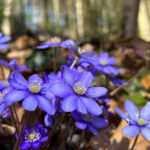 Leberblümchen im Auwald