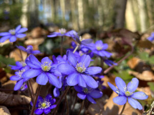 Leberblümchen im Auwald