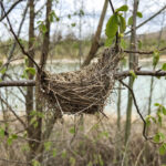 Vogelnest im Baum