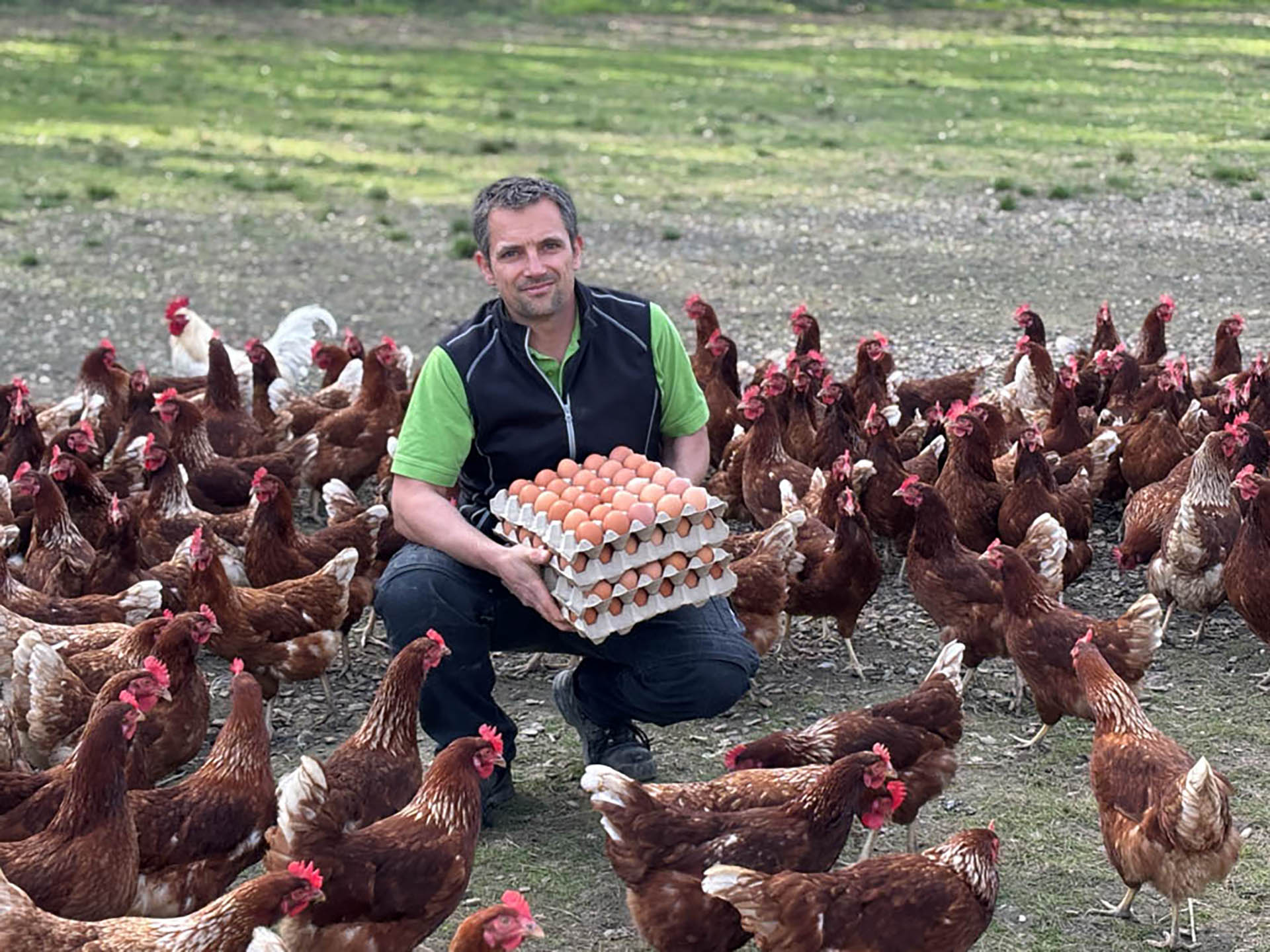 Freilaufende Hühner des Biohof Lecker