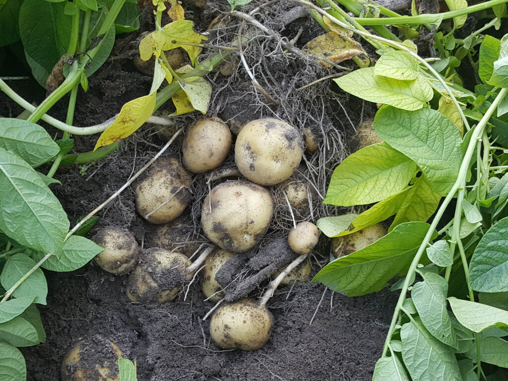 Kartoffeln auf einem Feld