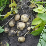 Kartoffeln auf einem Feld