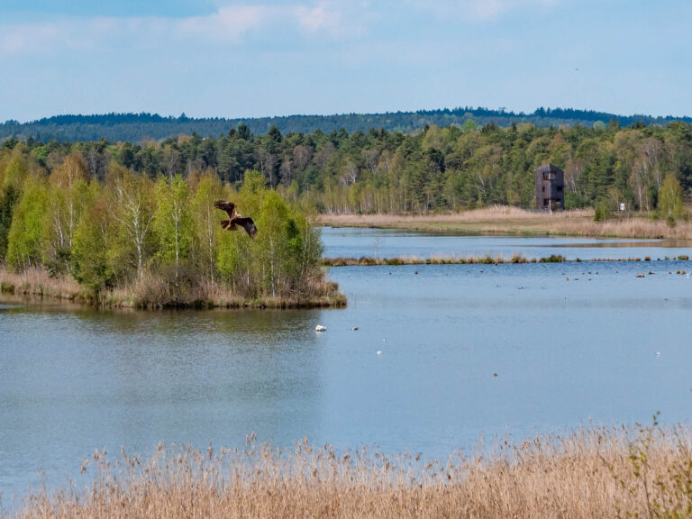 Blick vom Aussichtsturm ins Ainringer Moos