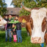 Landwirt-Familie auf einer Weide mit Kühen