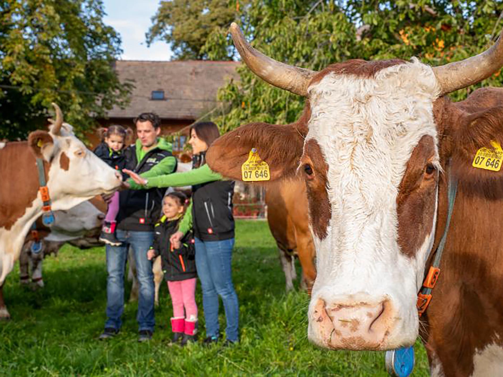 Landwirt-Familie auf einer Weide mit Kühen
