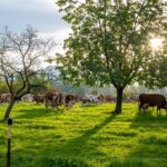 Kühe auf einer Weide