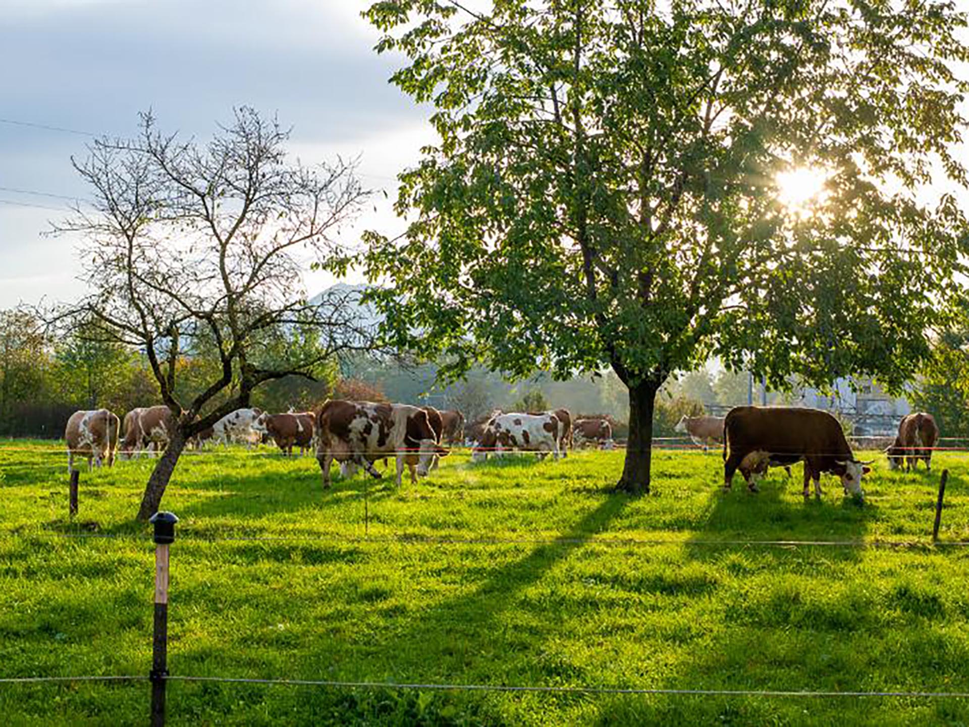 Kühe auf einer Weide