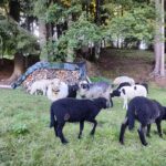 Schafe auf einer Weide am Waldrand