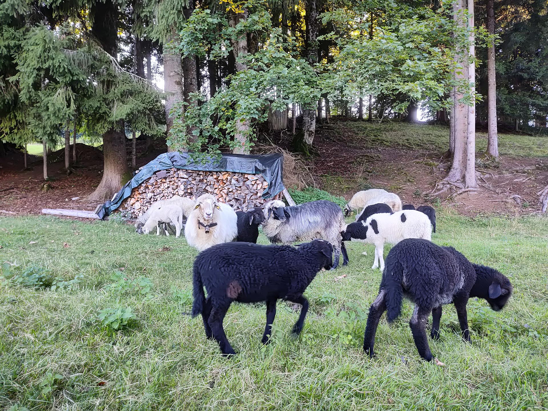 Schafe auf einer Weide am Waldrand