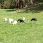 Schafe auf einer Weide