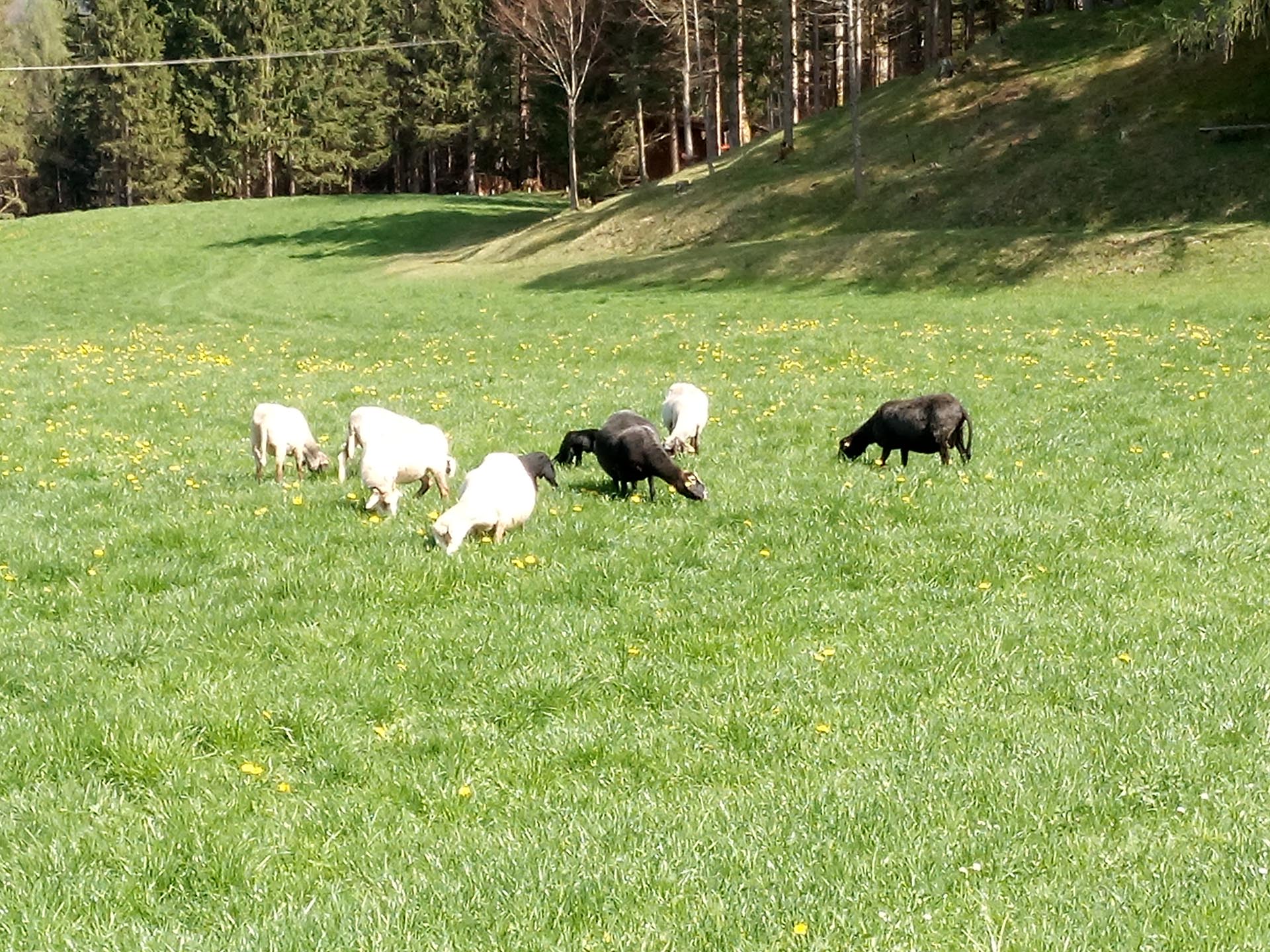 Schafe auf einer Weide