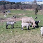 Schafe auf einer Weide mit Bergblick
