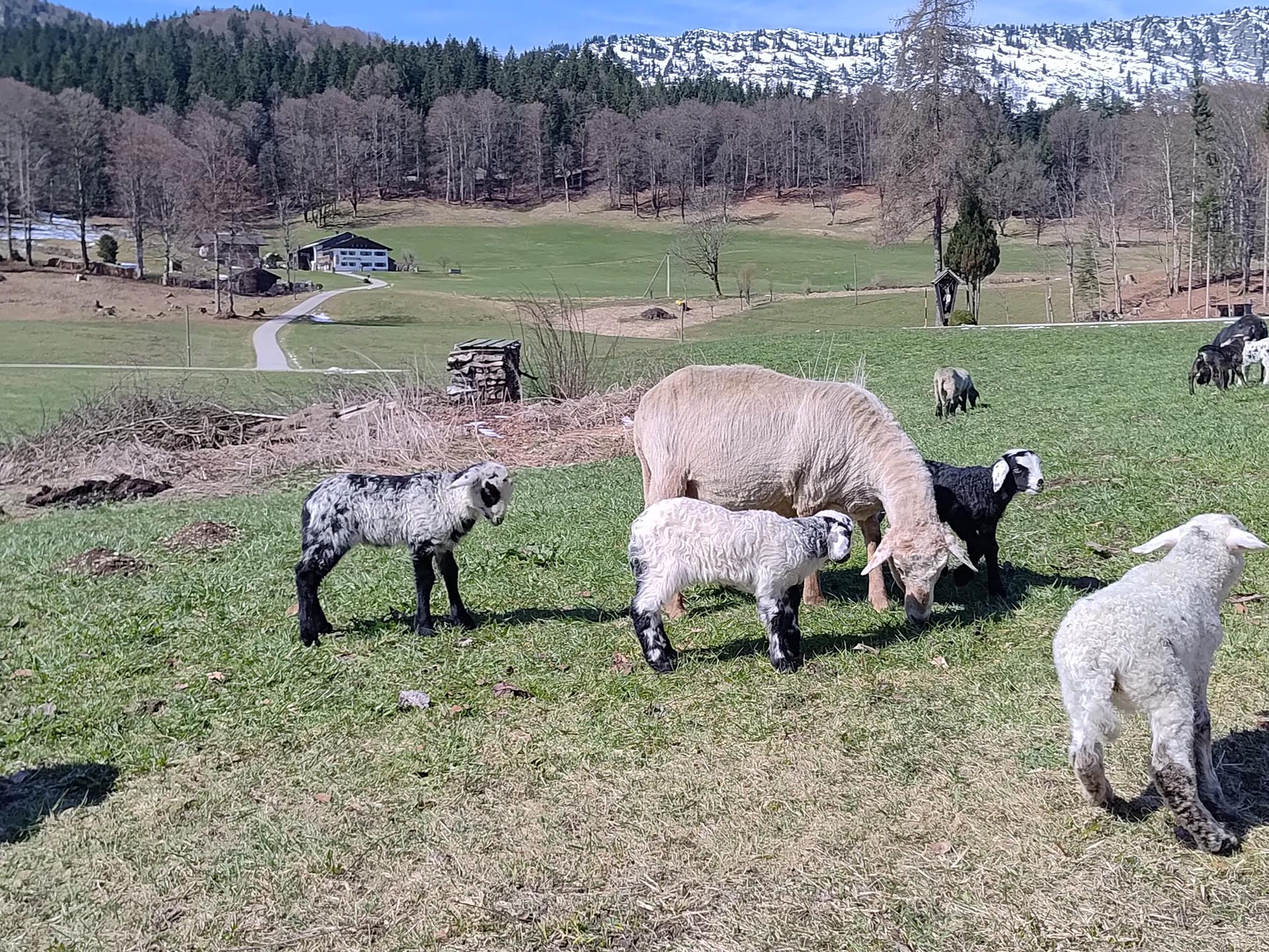 Schafe auf einer Weide mit Bergblick