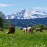 Kühe auf einer Weide mit Bergpanorama