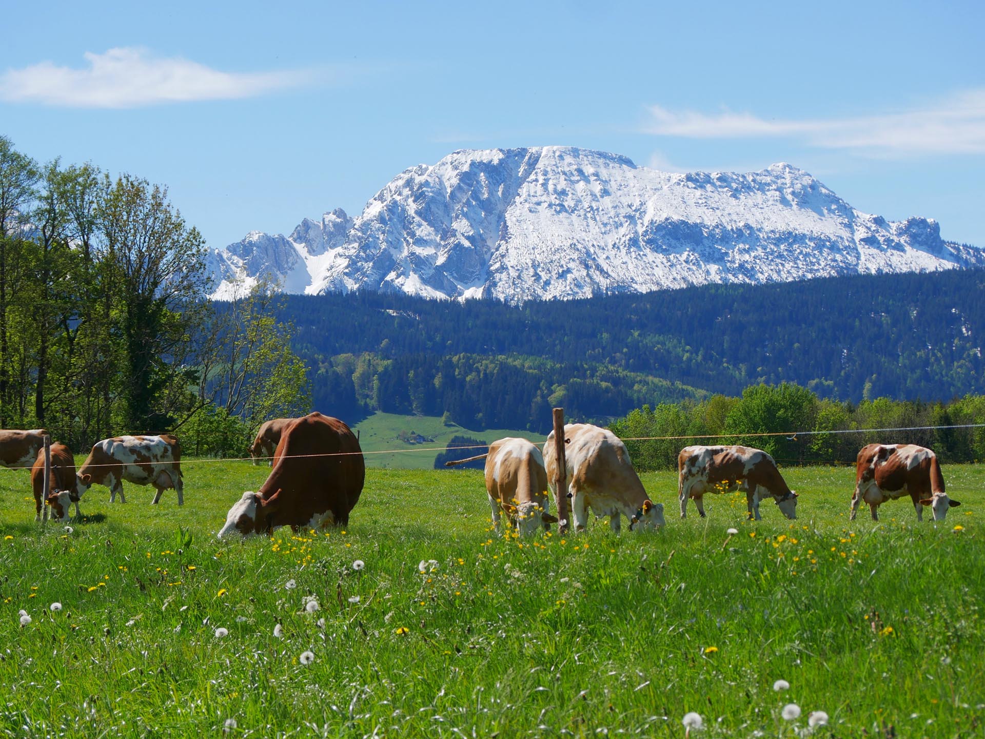 Kühe auf einer Weide mit Bergpanorama